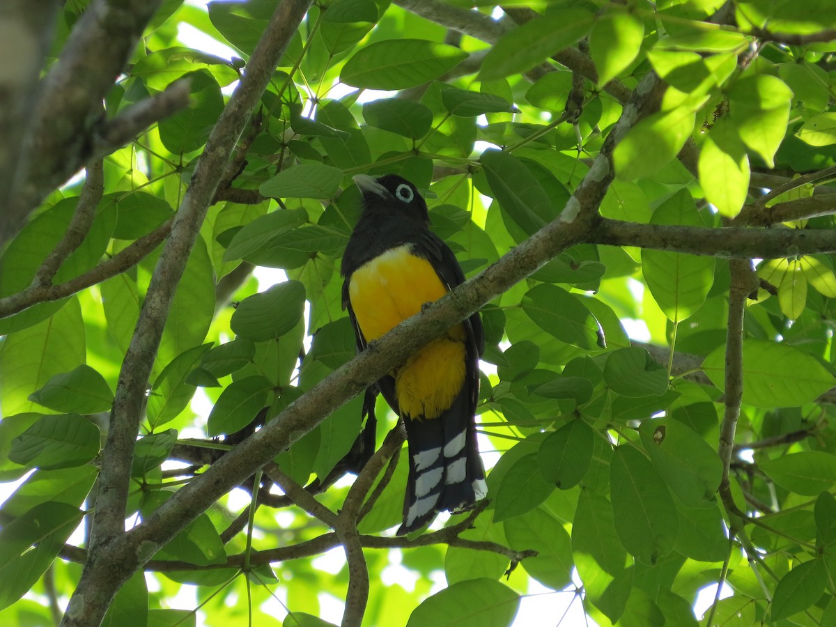 Trogon à tête noire - ML170999641