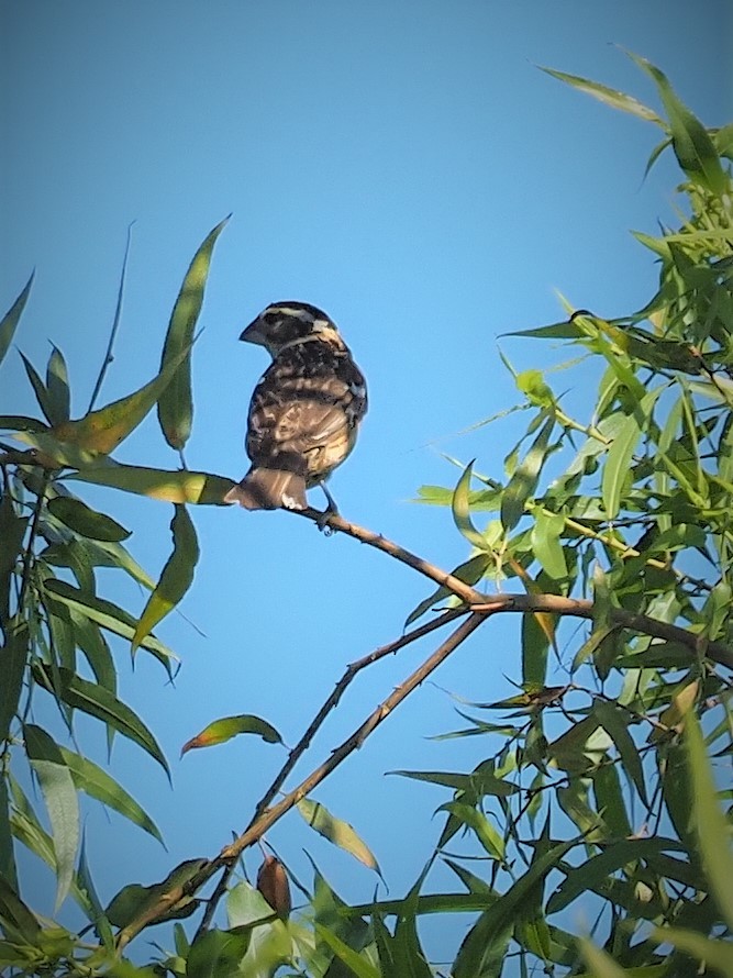 Black-headed Grosbeak - Jack Wickel