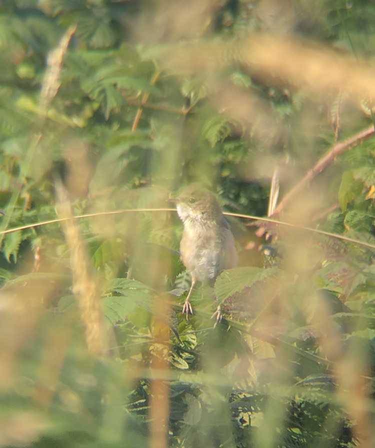 Greater Whitethroat - ML171001841