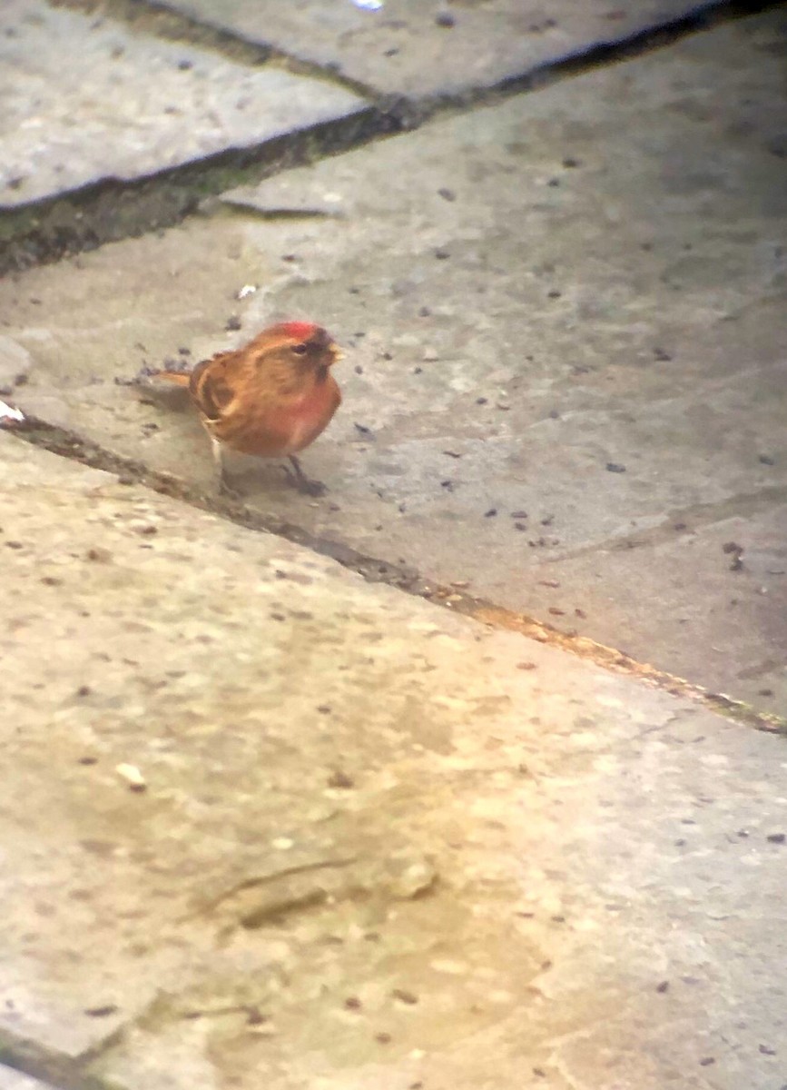 Lesser Redpoll - ML171002551