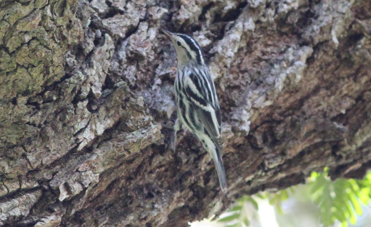 Black-and-white Warbler - Gary Leavens