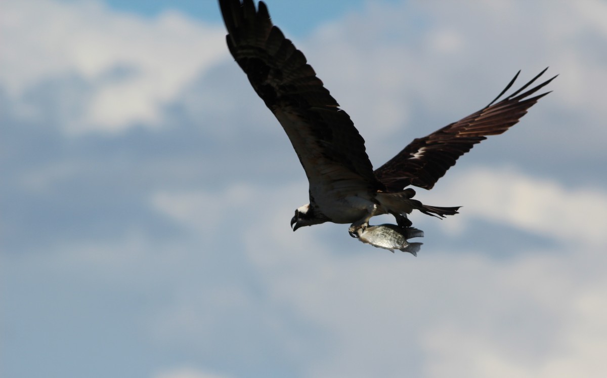 Osprey (carolinensis) - ML171002961