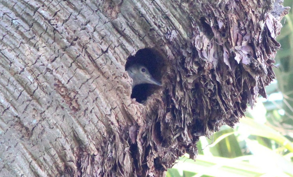 Red-bellied Woodpecker - ML171002991