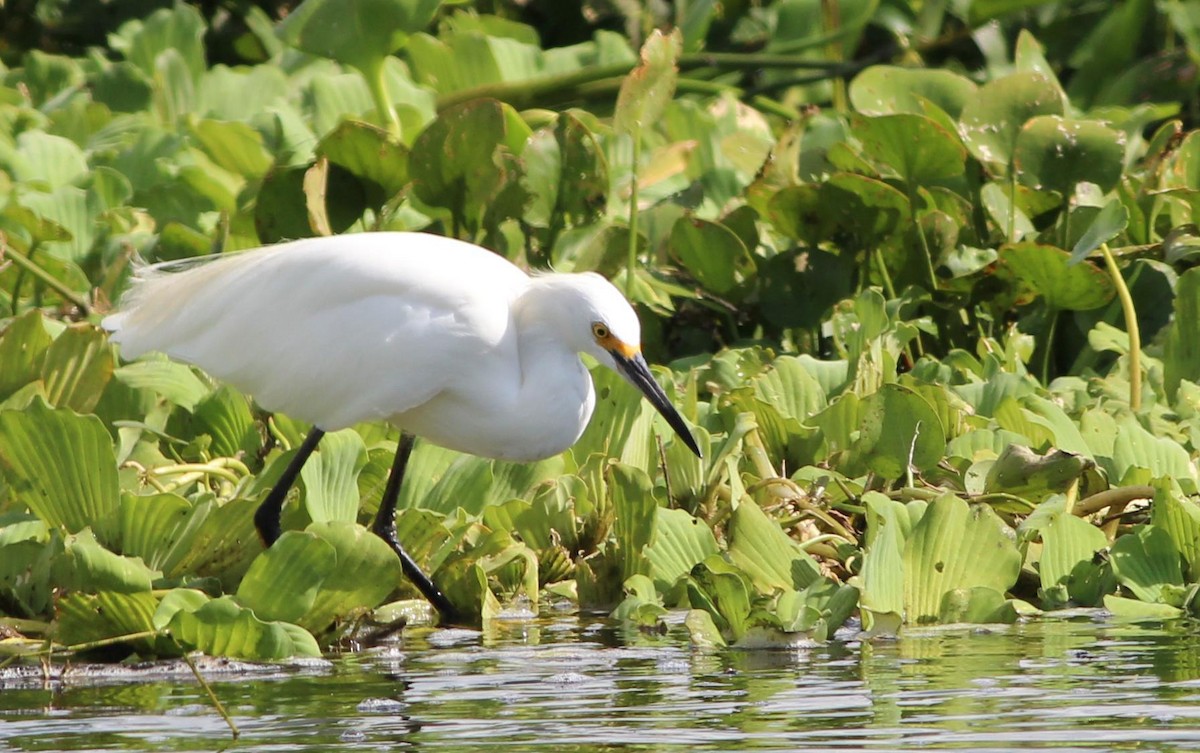 Snowy Egret - ML171003091