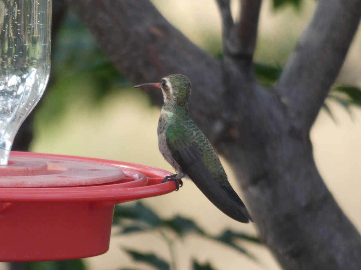 Broad-billed Hummingbird - River Ahlquist