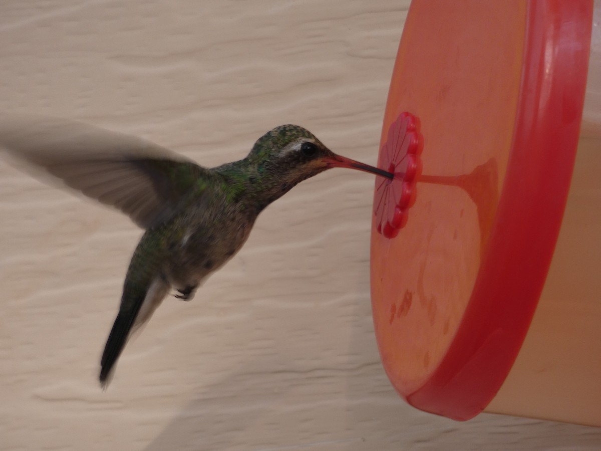 Colibrí Piquiancho Común - ML171005121