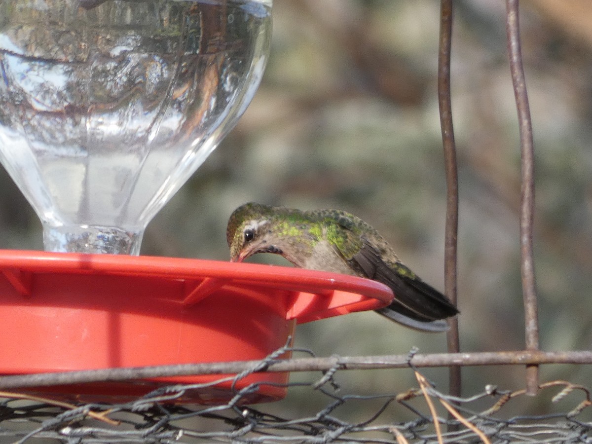 Broad-billed Hummingbird - River Ahlquist
