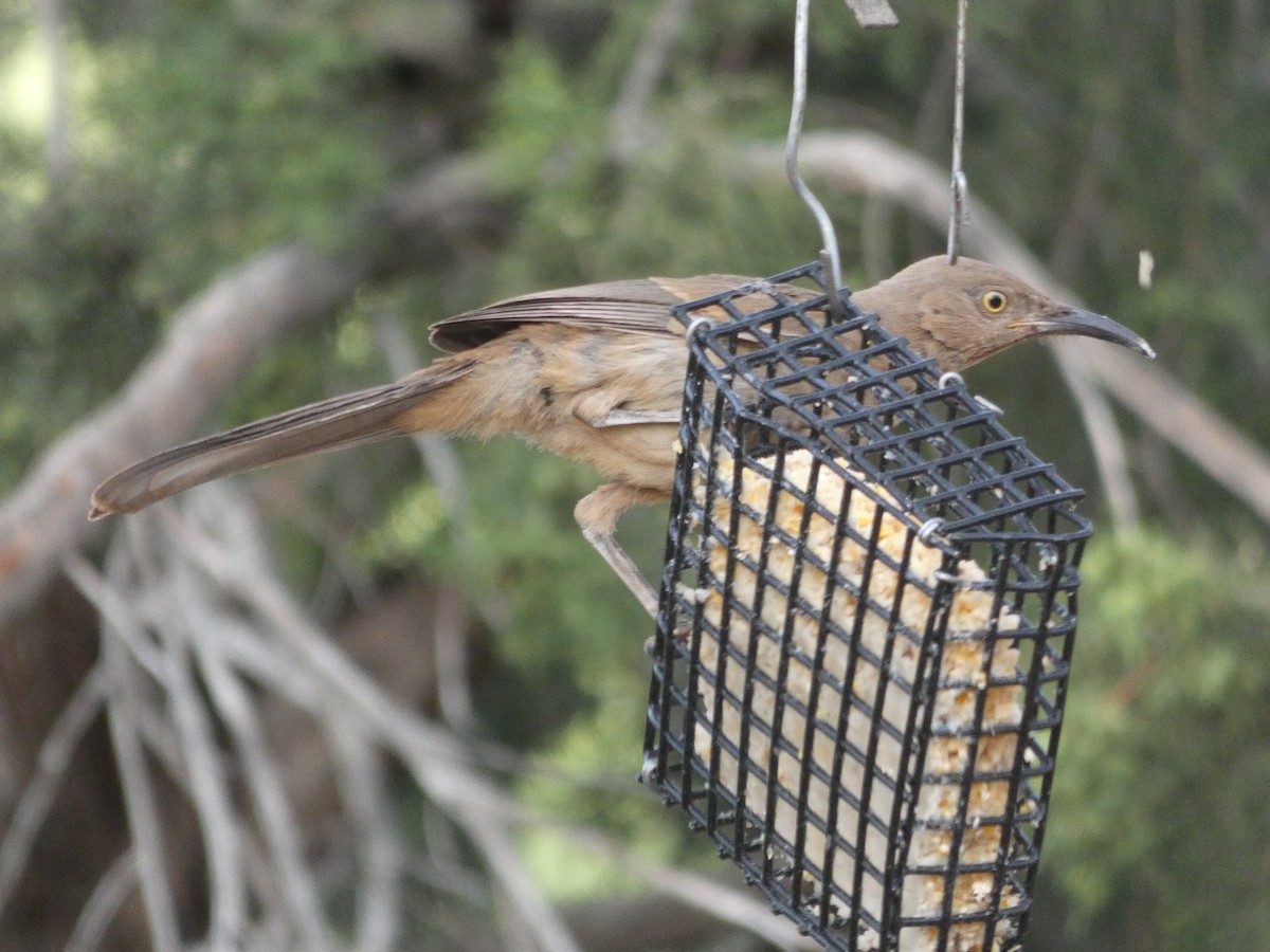 Curve-billed Thrasher - River Ahlquist