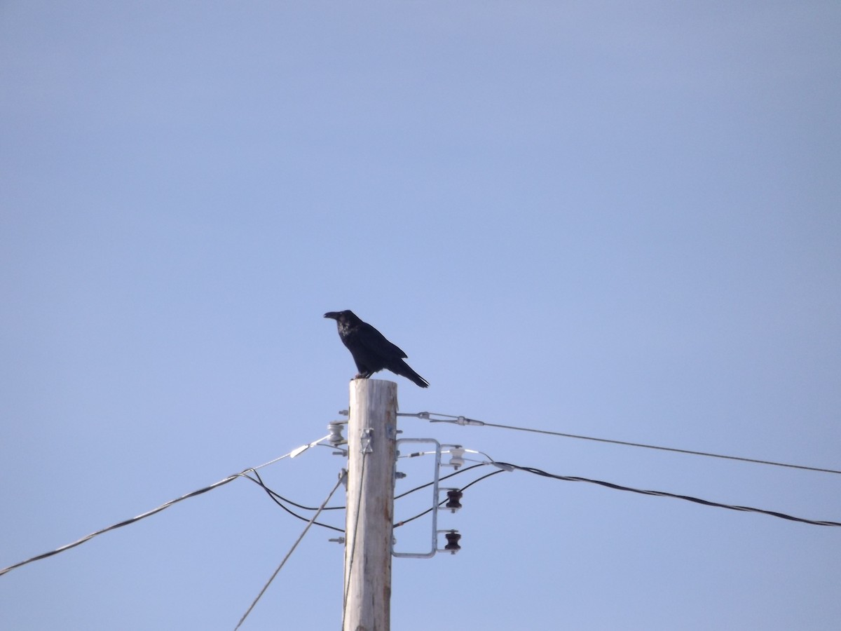 Common Raven - ML171005941