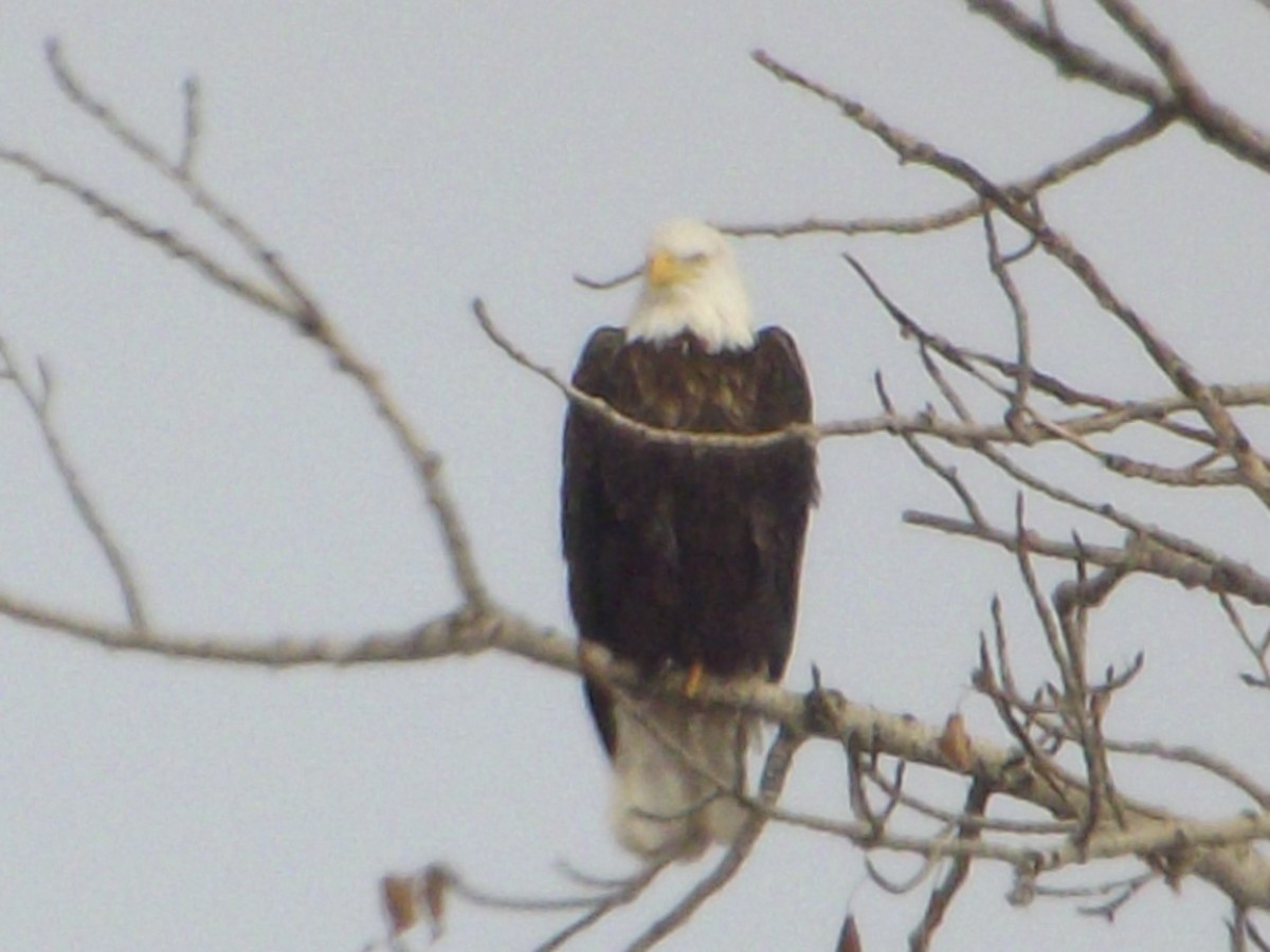 Bald Eagle - ML171006171