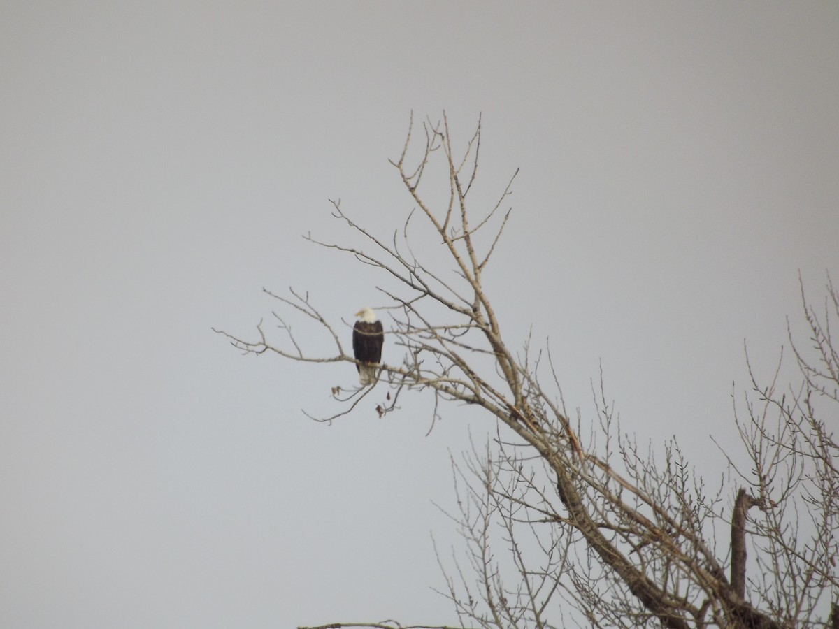 Bald Eagle - ML171006451