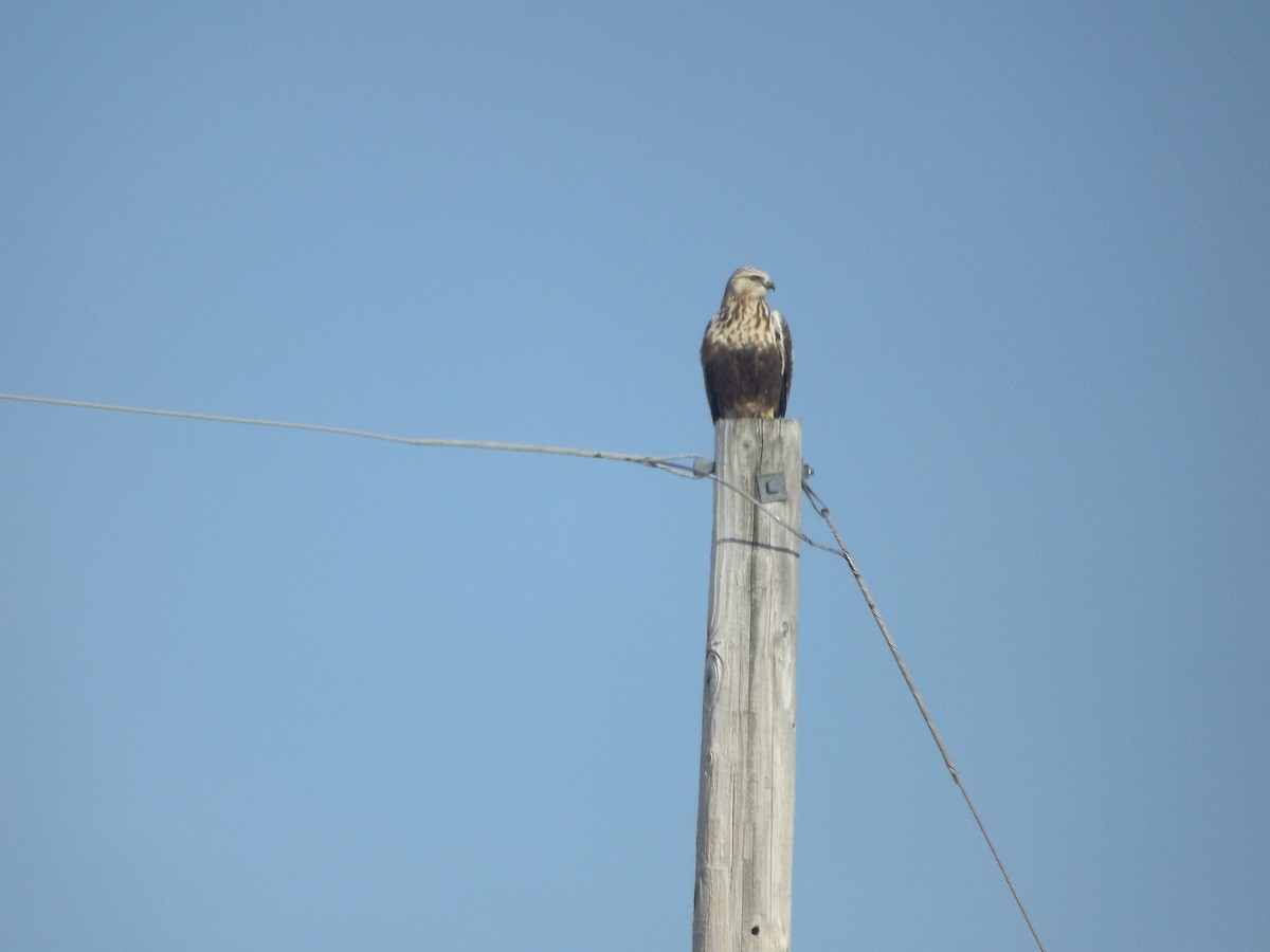 Rough-legged Hawk - ML171006491