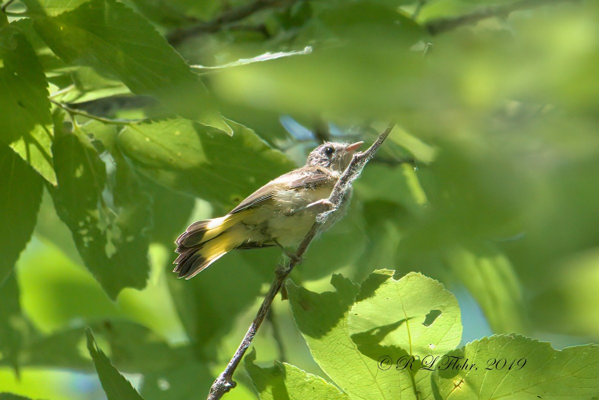 rødstjertparula - ML171006821