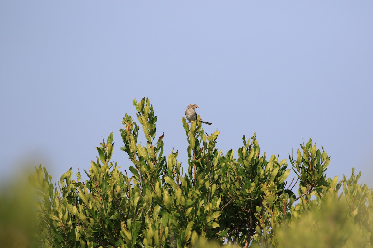 Field Sparrow - ML171007141