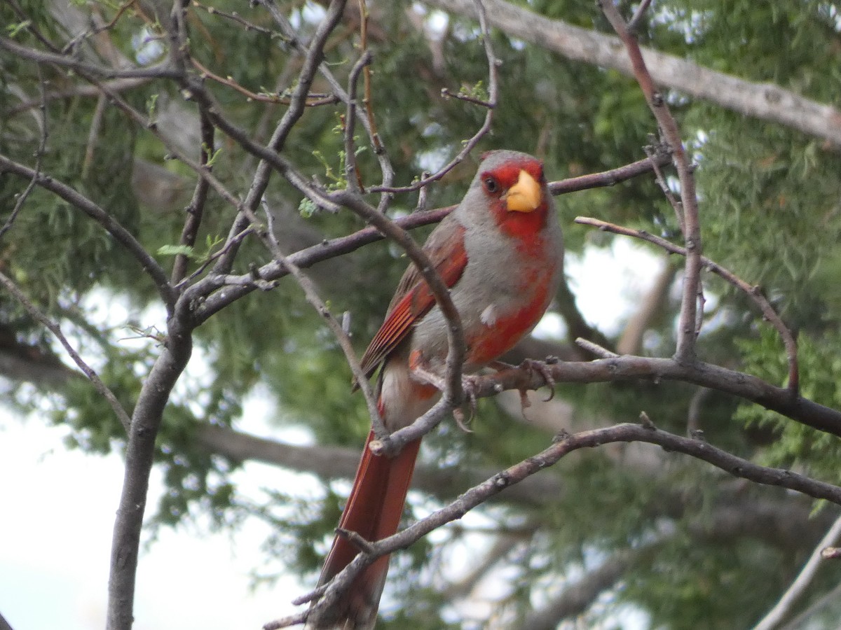 ムネアカコウカンチョウ - ML171007281