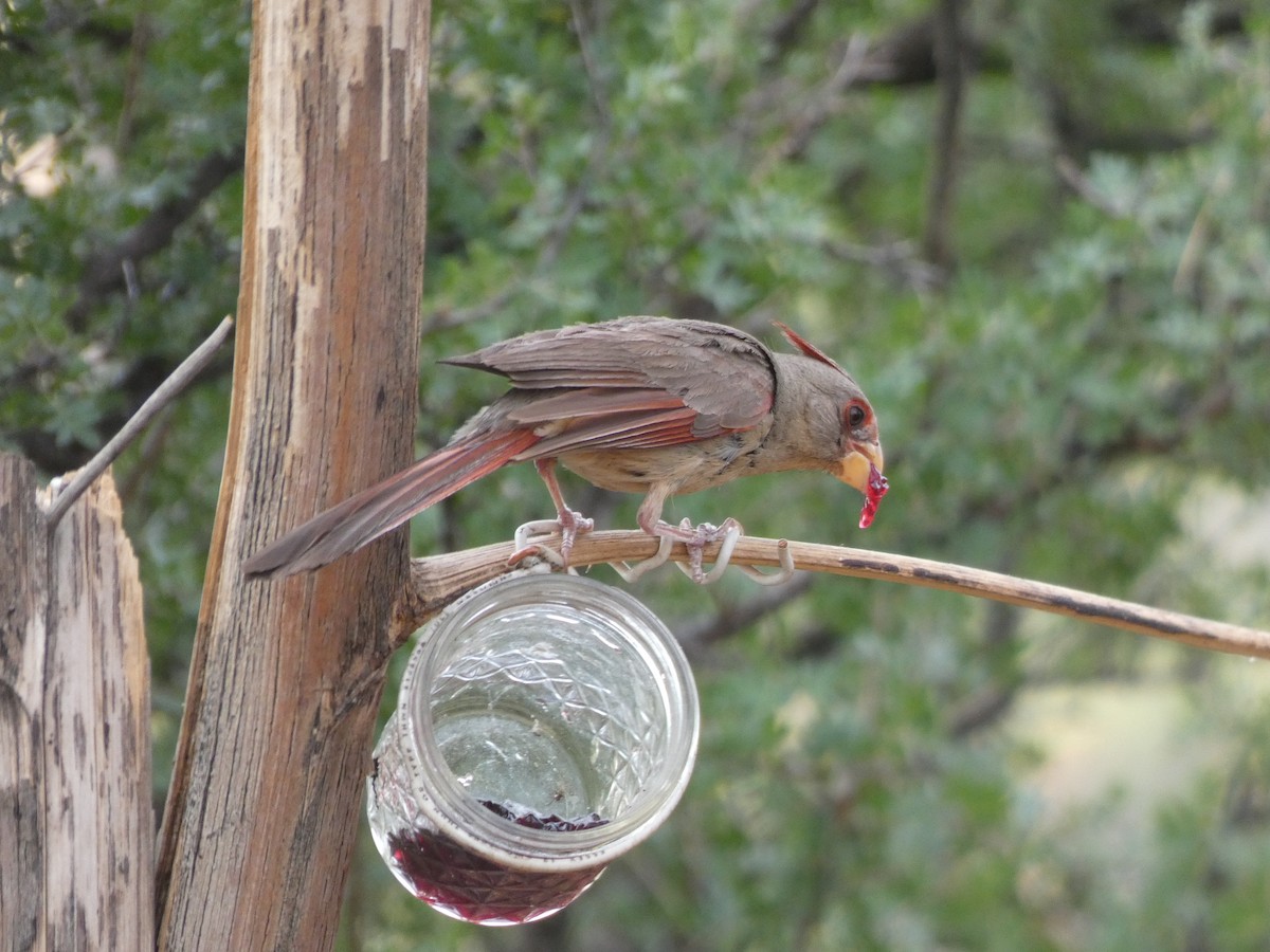 ムネアカコウカンチョウ - ML171007311