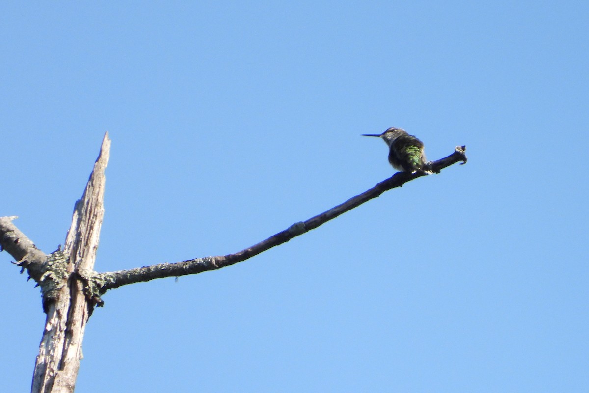 Ruby-throated Hummingbird - Sunil Thirkannad