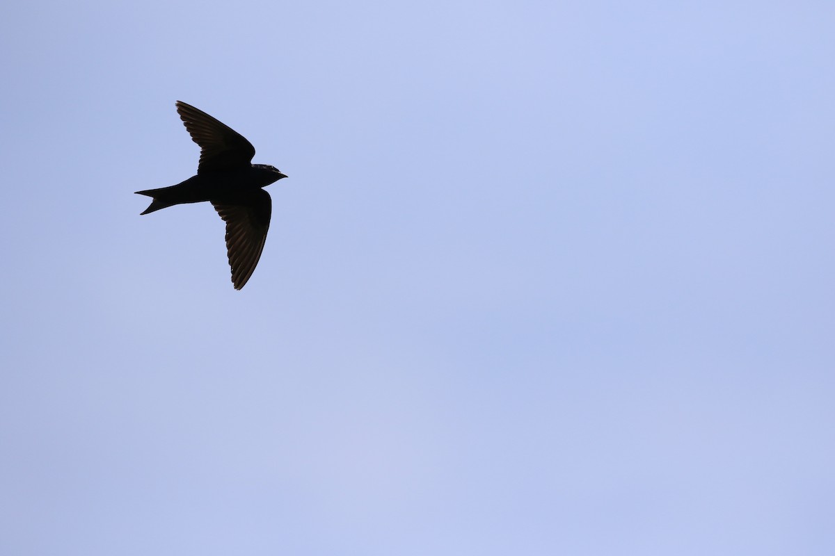 Purple Martin - ML171007351