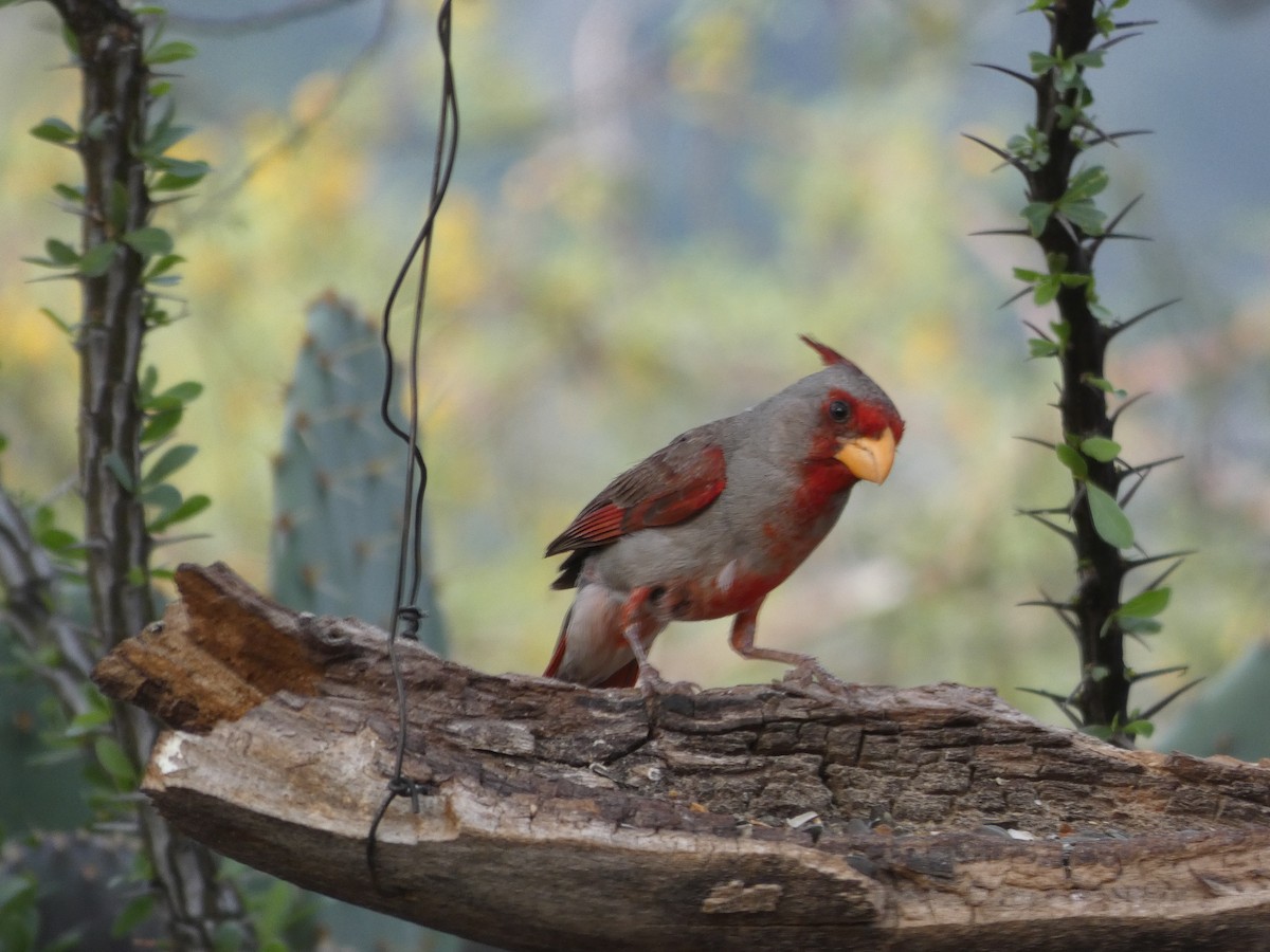 ムネアカコウカンチョウ - ML171007371