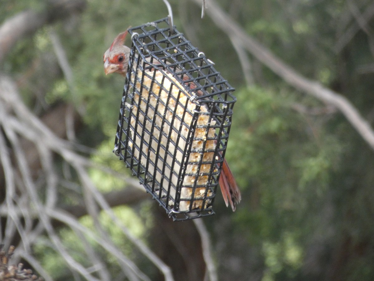 ムネアカコウカンチョウ - ML171007421