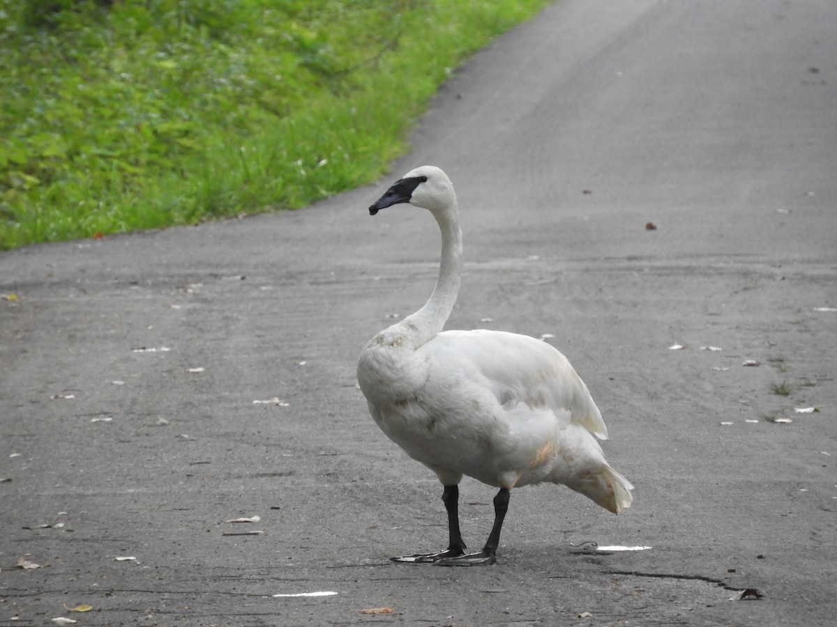 Trumpeter Swan - Paul Hillman