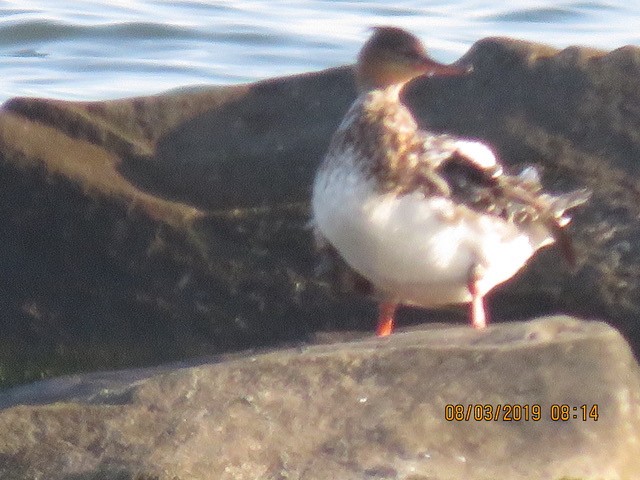 Red-breasted Merganser - ML171010191