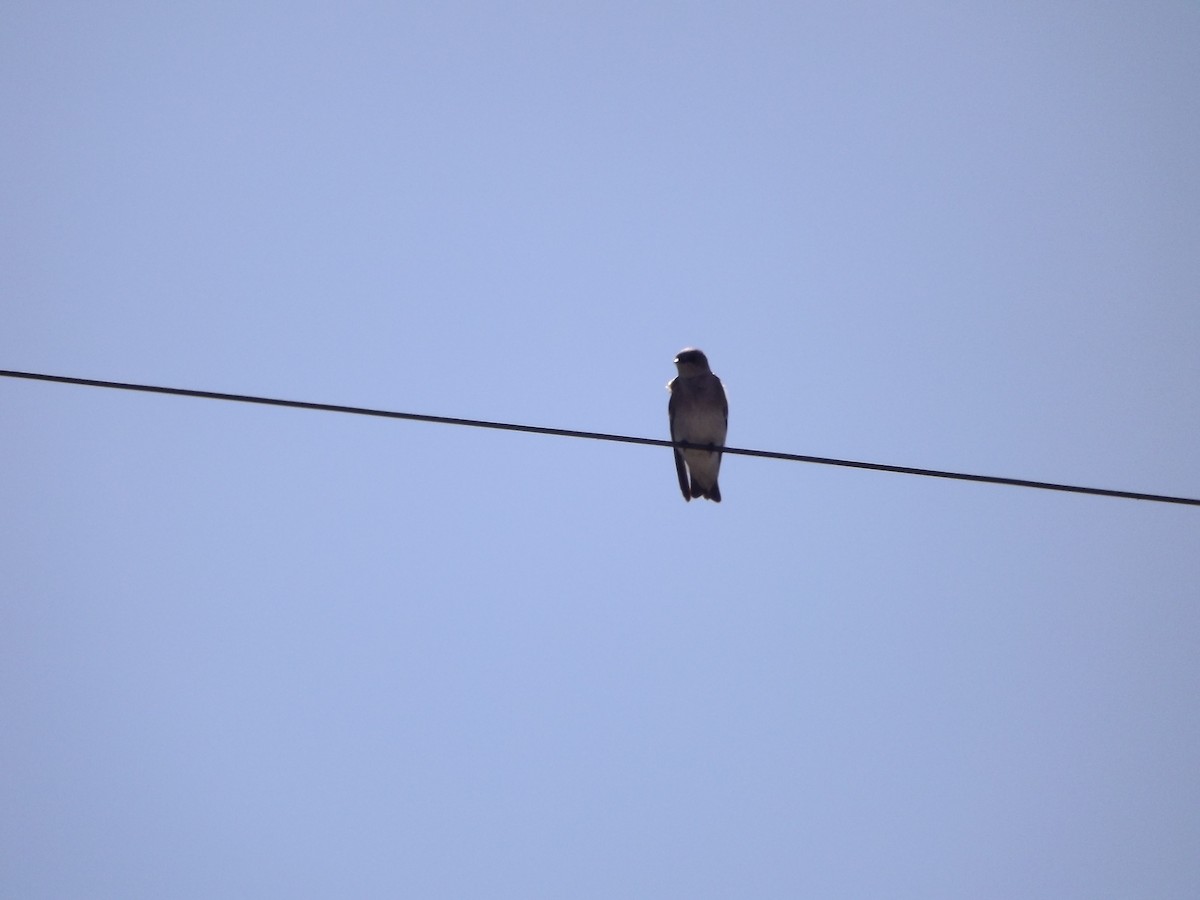 Northern Rough-winged Swallow - ML171011241