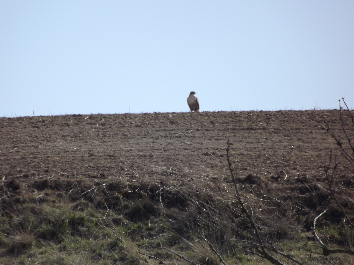 Ferruginous Hawk - ML171011421