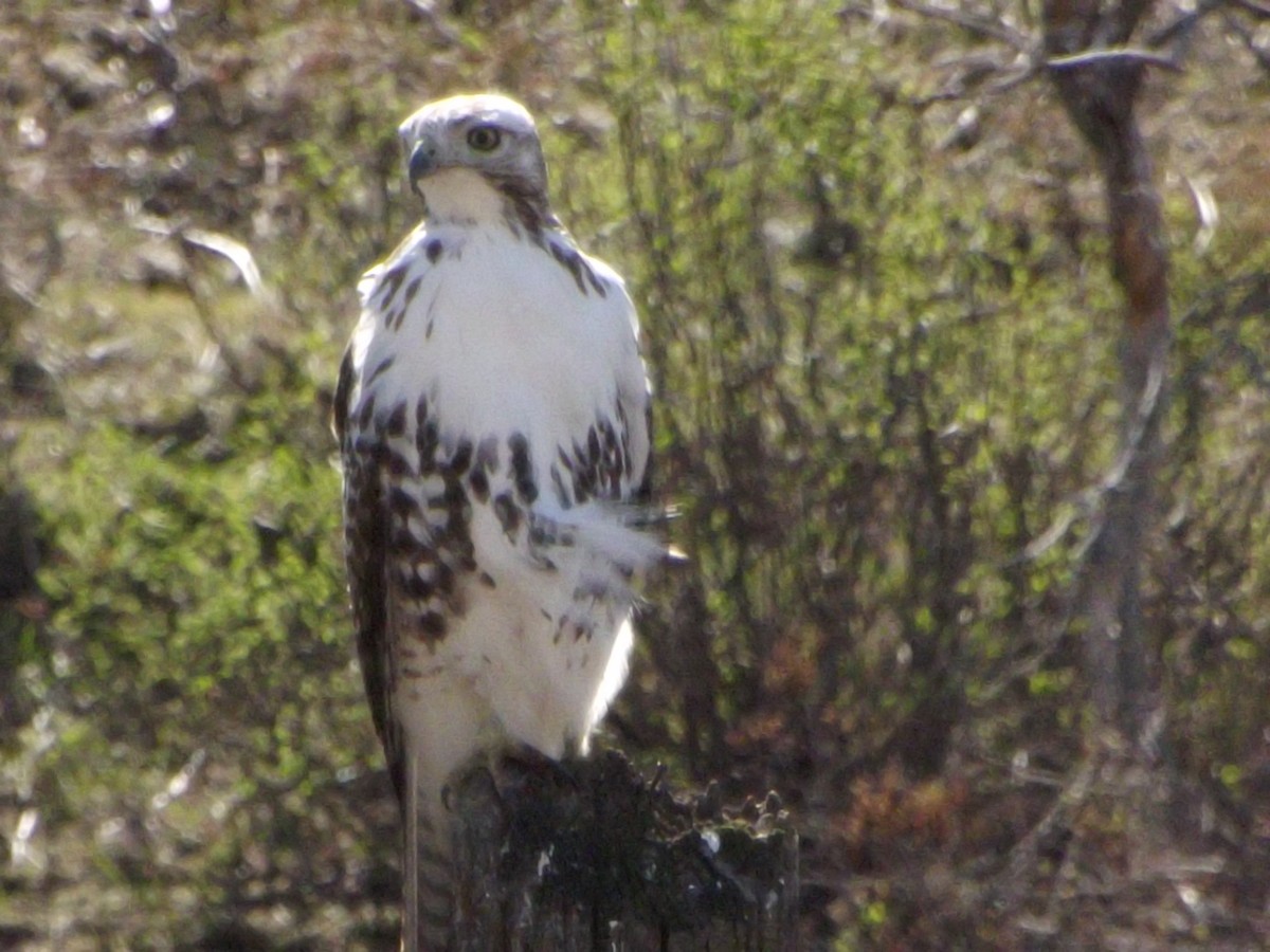 Red-tailed Hawk (Harlan's) - ML171011521