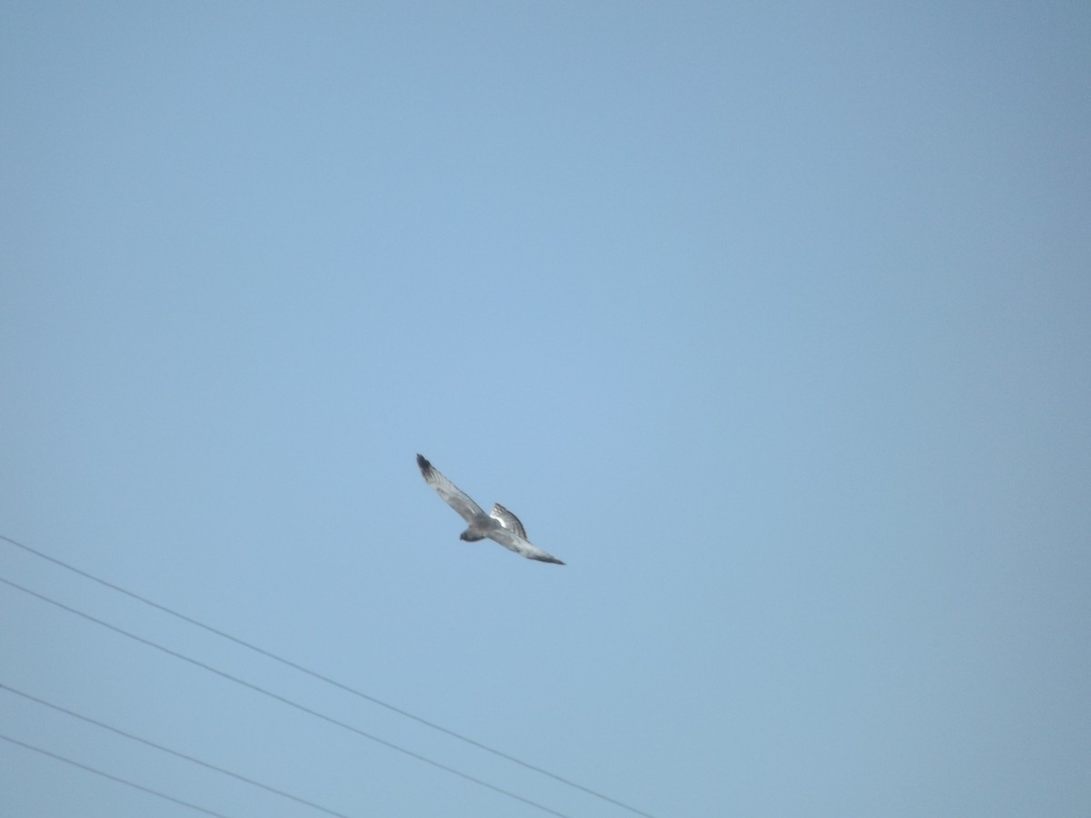 Northern Harrier - ML171011671