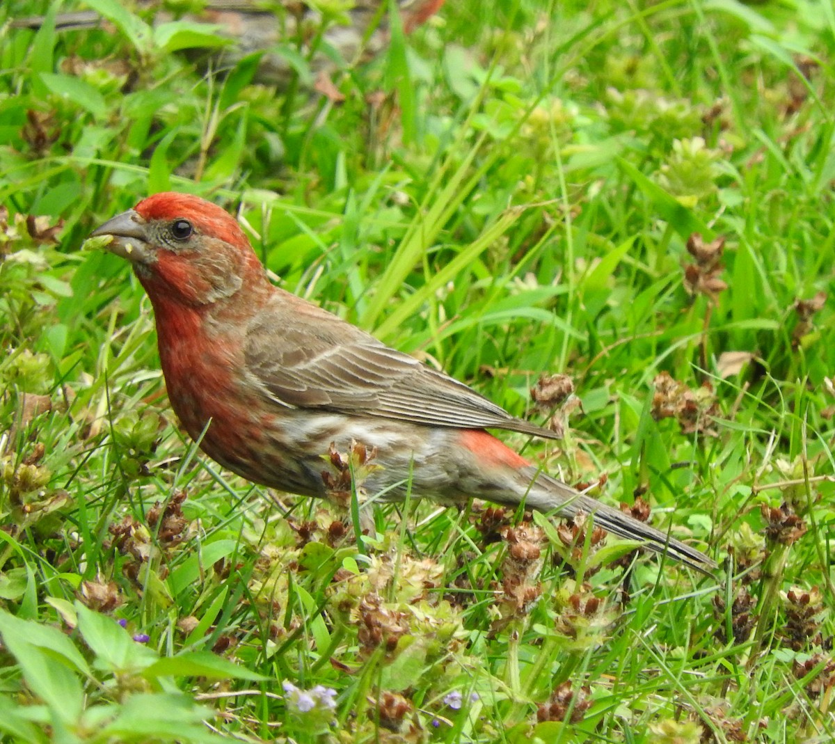 House Finch - ML171011871