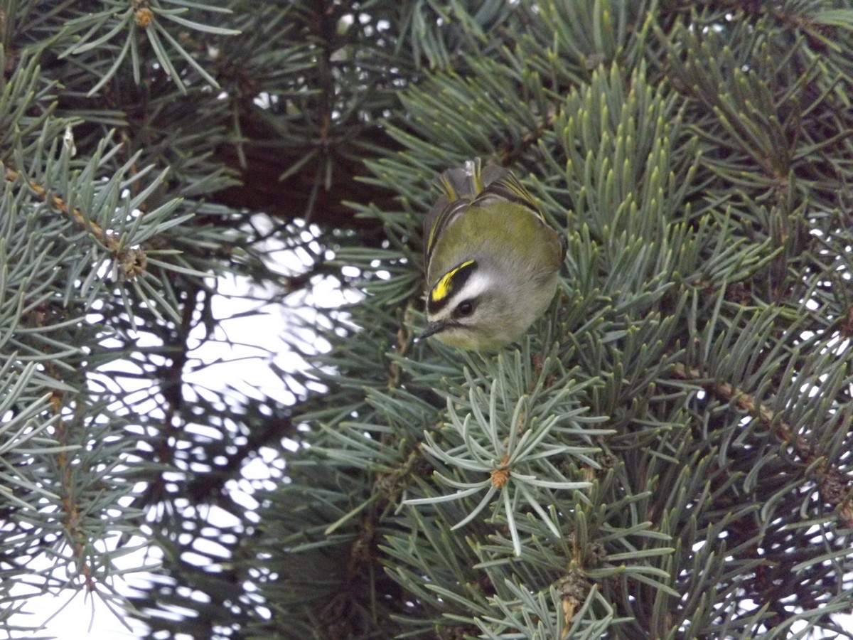 Golden-crowned Kinglet - ML171012101