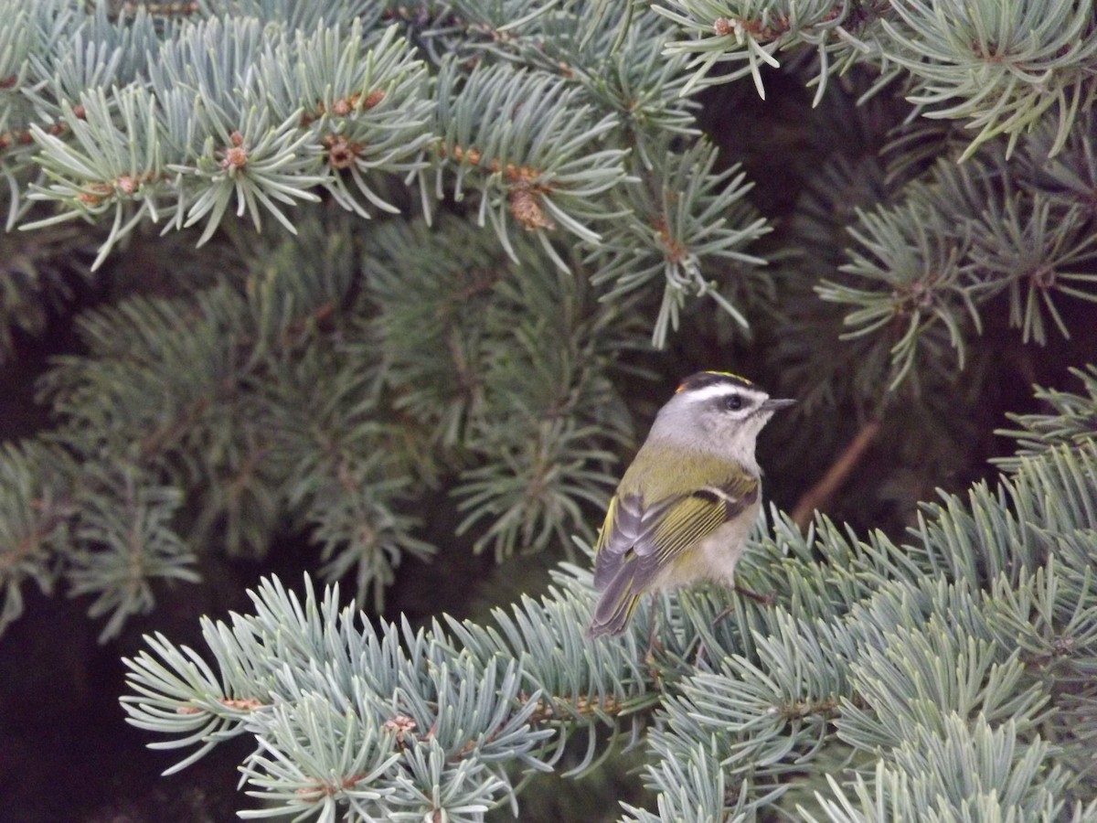 Golden-crowned Kinglet - ML171012161