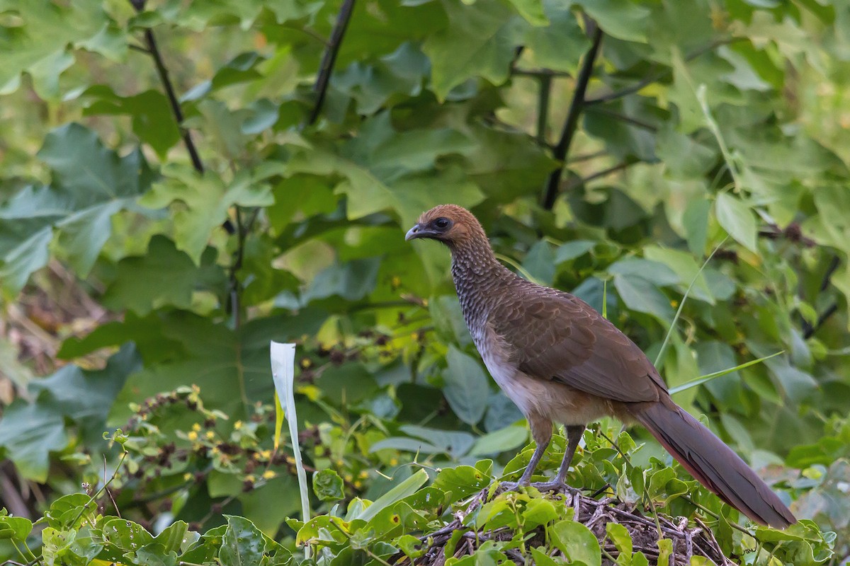 East Brazilian Chachalaca - Gabriel Bonfa