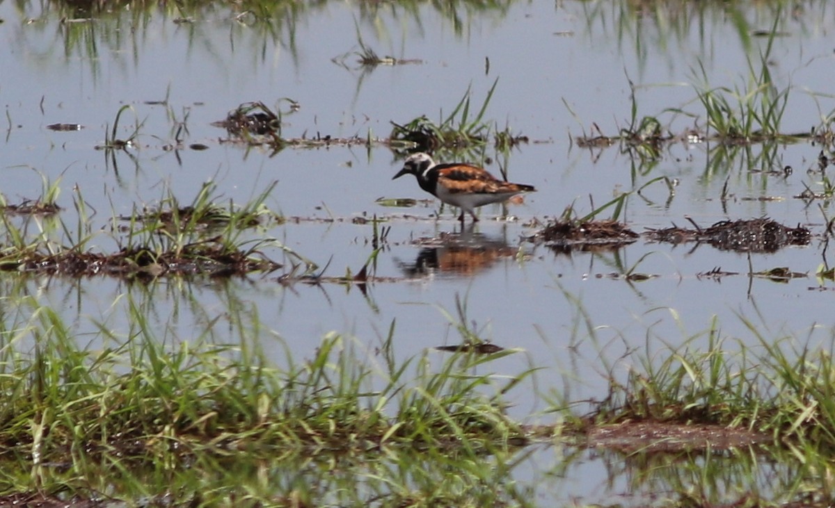 Ruddy Turnstone - ML171014021