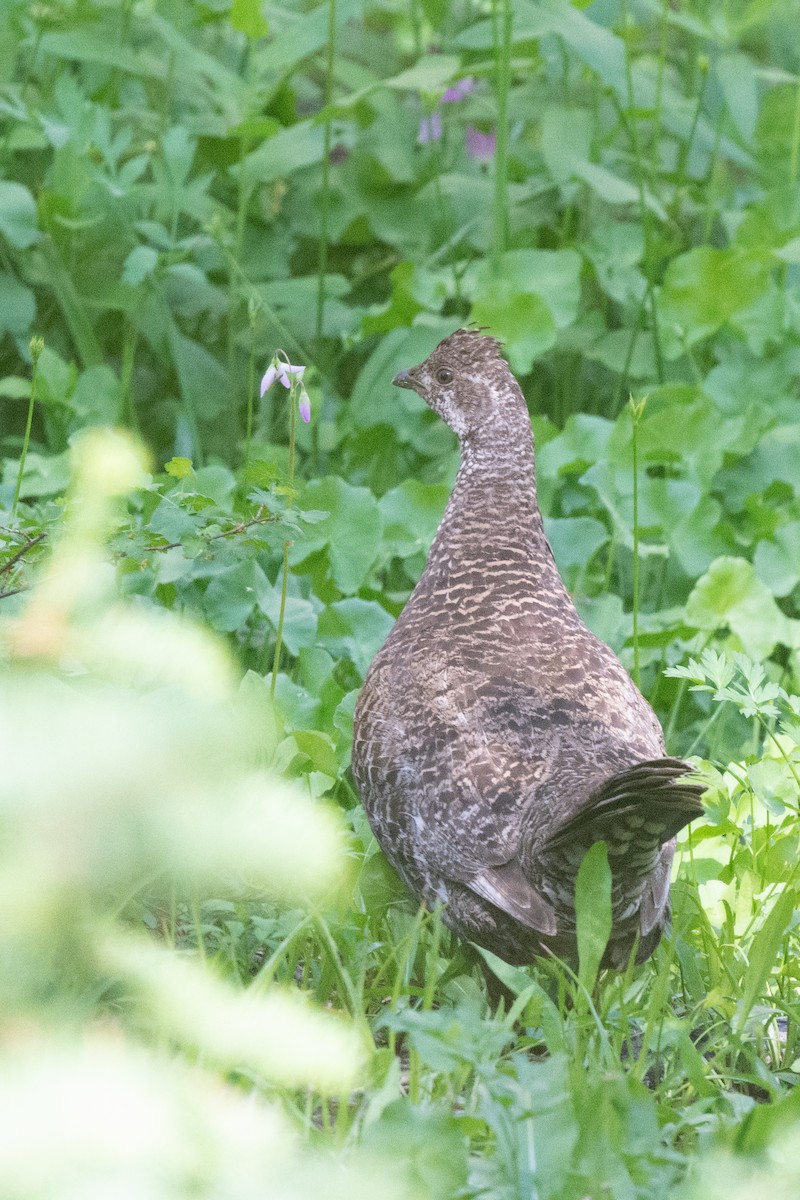 Sooty Grouse - ML171014181