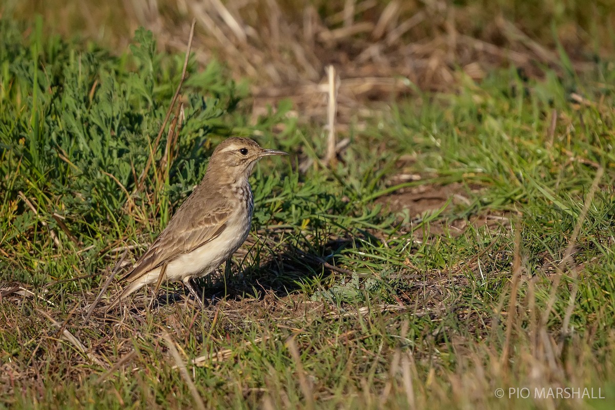 Common Miner - ML171015091