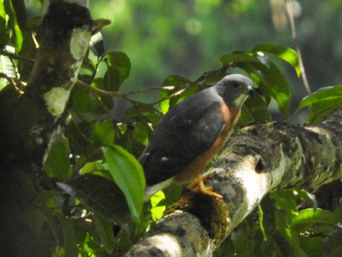 Double-toothed Kite - ML171015981