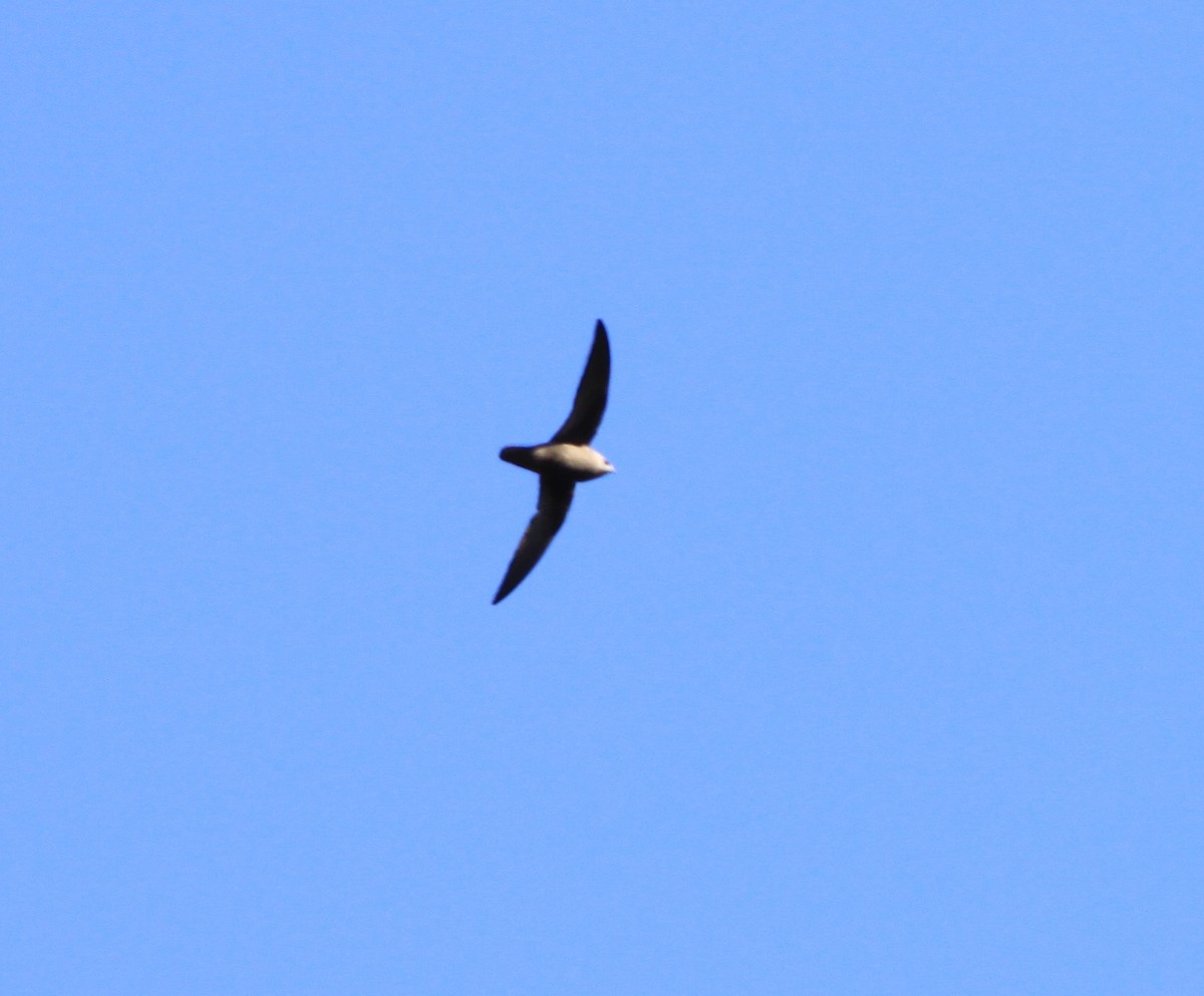 Great Dusky Swift - ML171016461