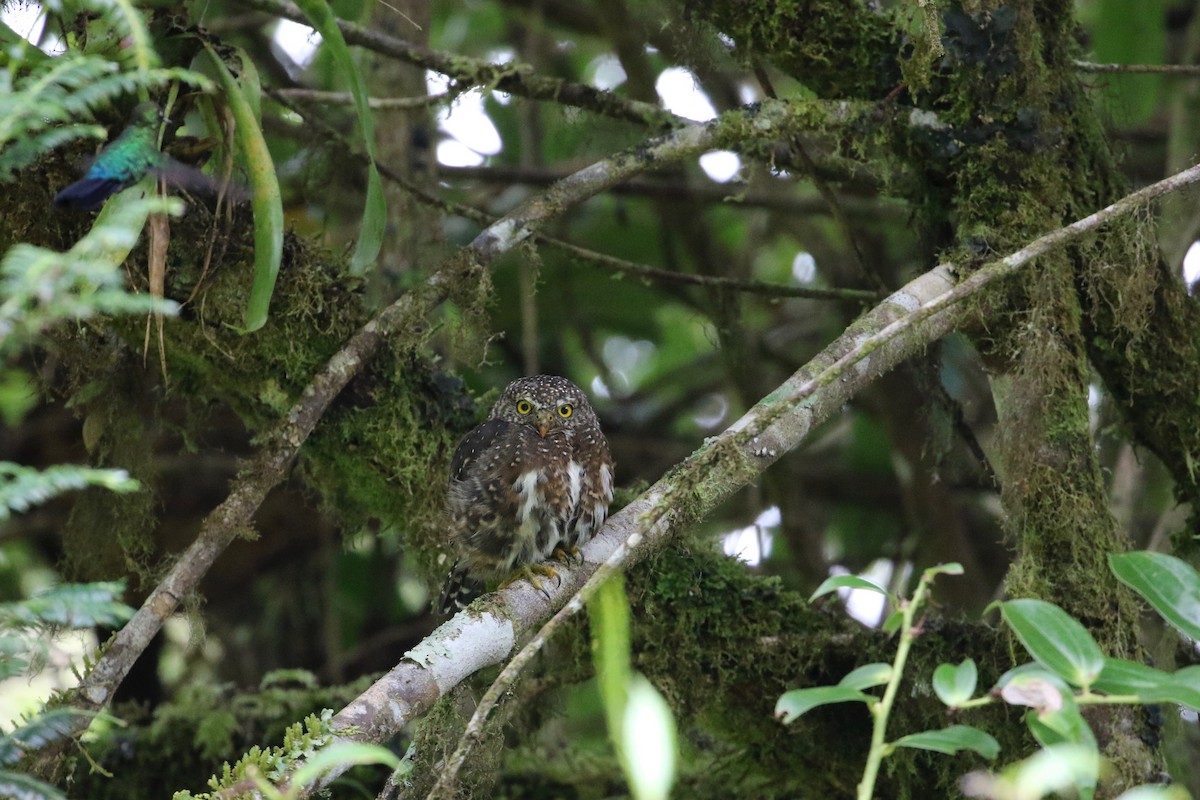 Costa Rican Pygmy-Owl - ML171017891