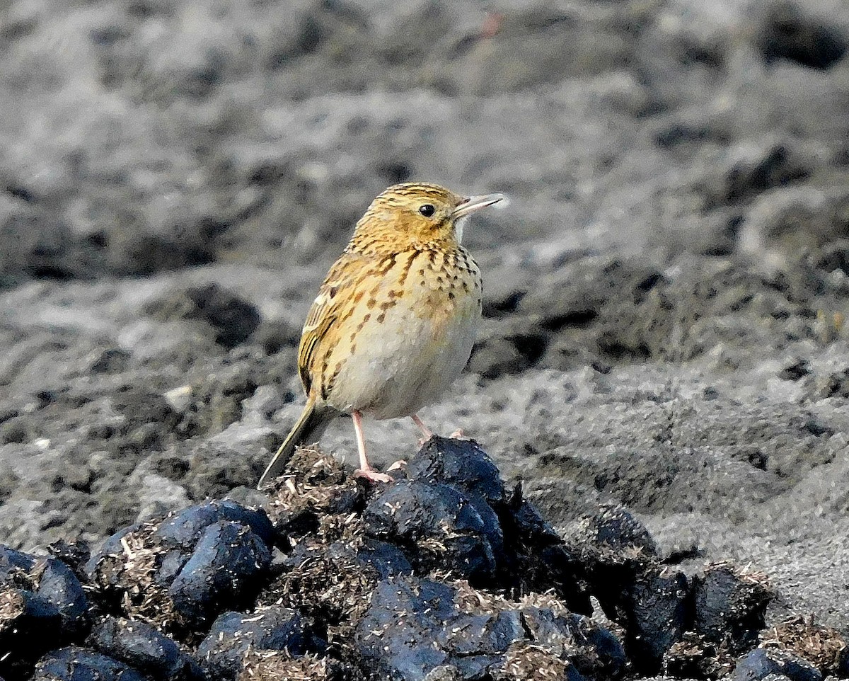 Correndera Pipit - ML171018011