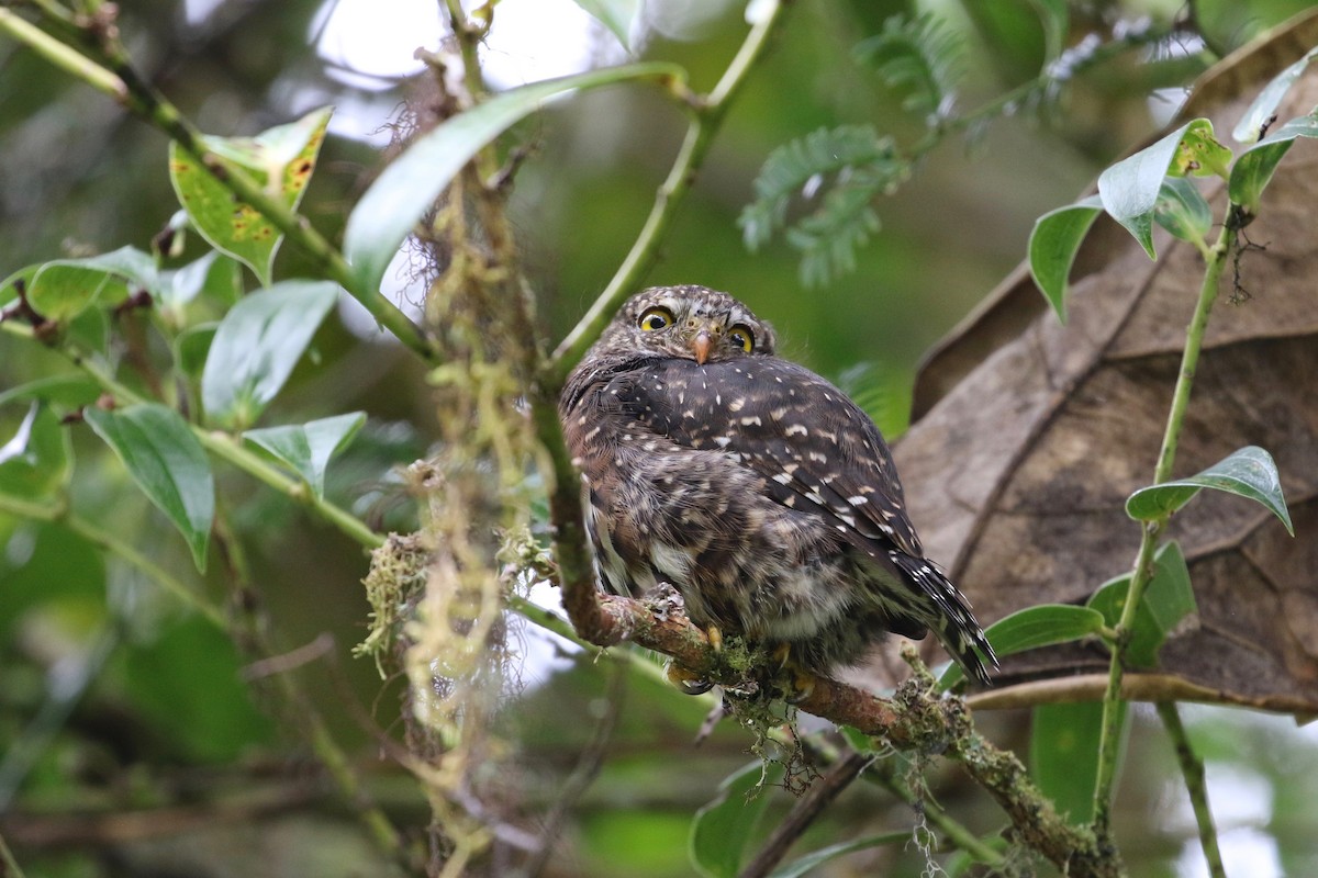 Costa Rican Pygmy-Owl - ML171018181
