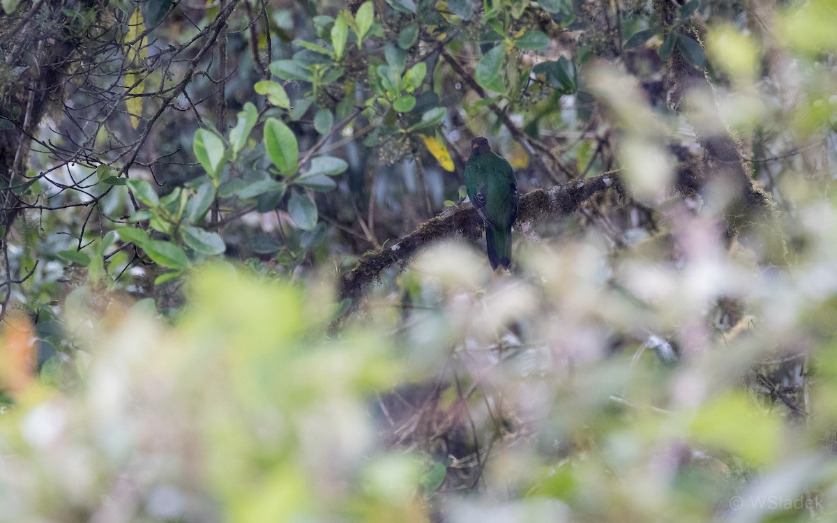 Crested Quetzal - ML171018231