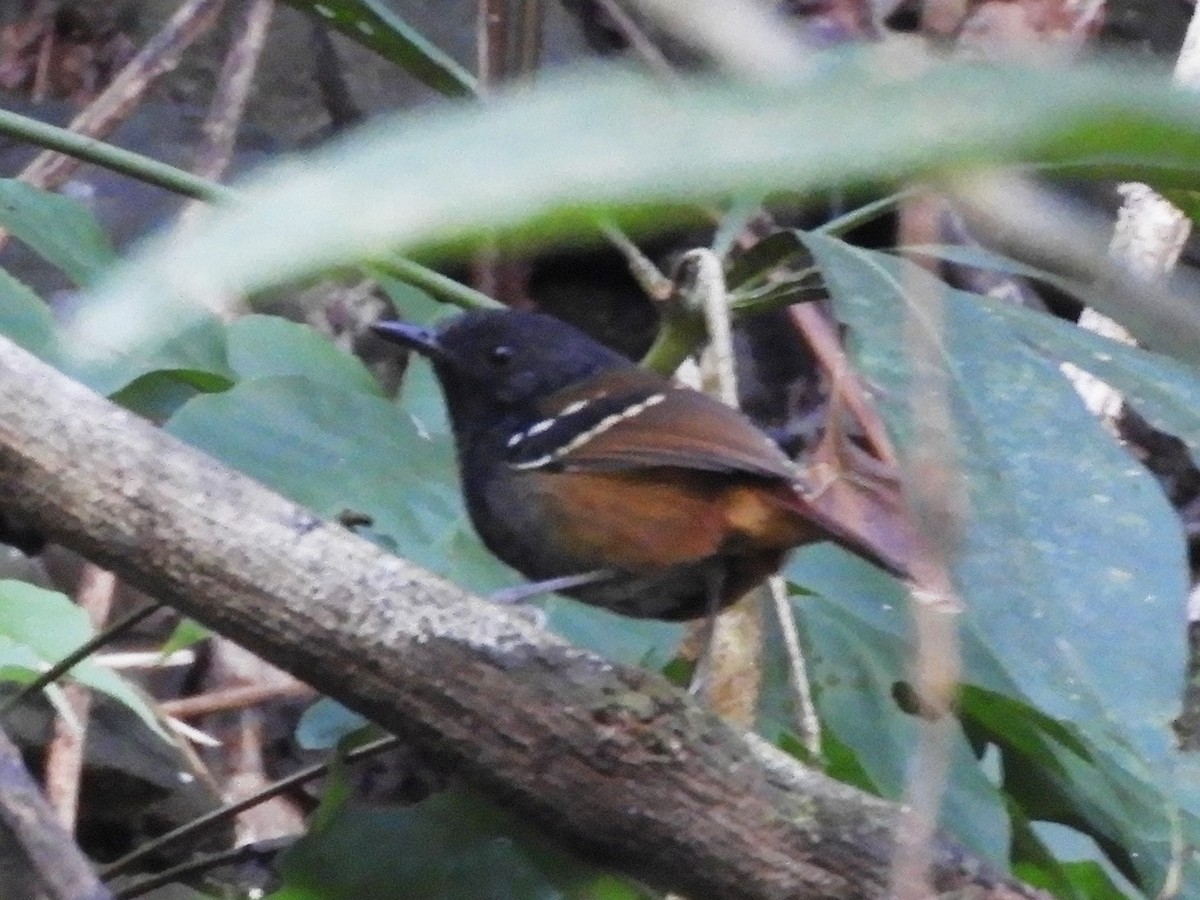 Chestnut-tailed Antbird - ML171018541