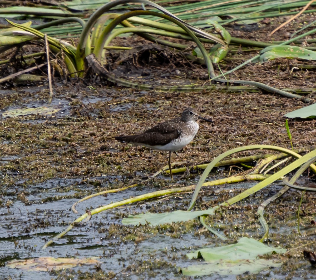 Solitary Sandpiper - ML171021821