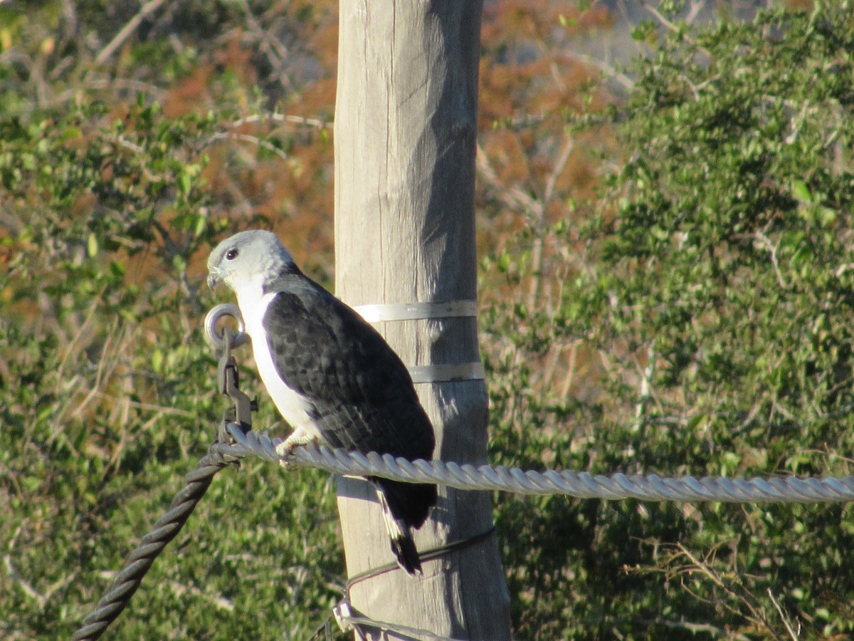 Gray-headed Kite - ML171023081