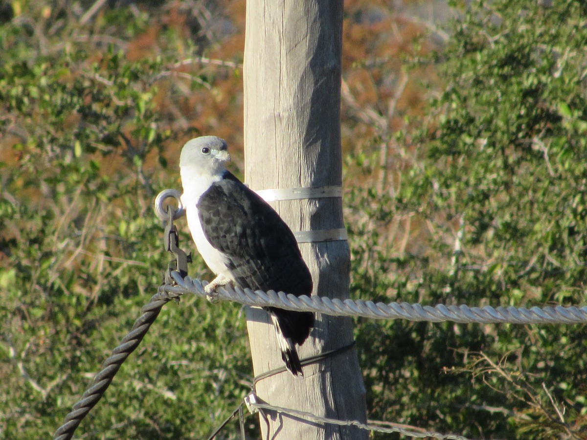 Gray-headed Kite - samuel olivieri bornand