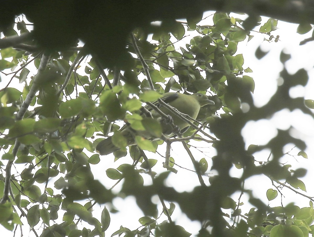 Timor Green-Pigeon - ML171025121