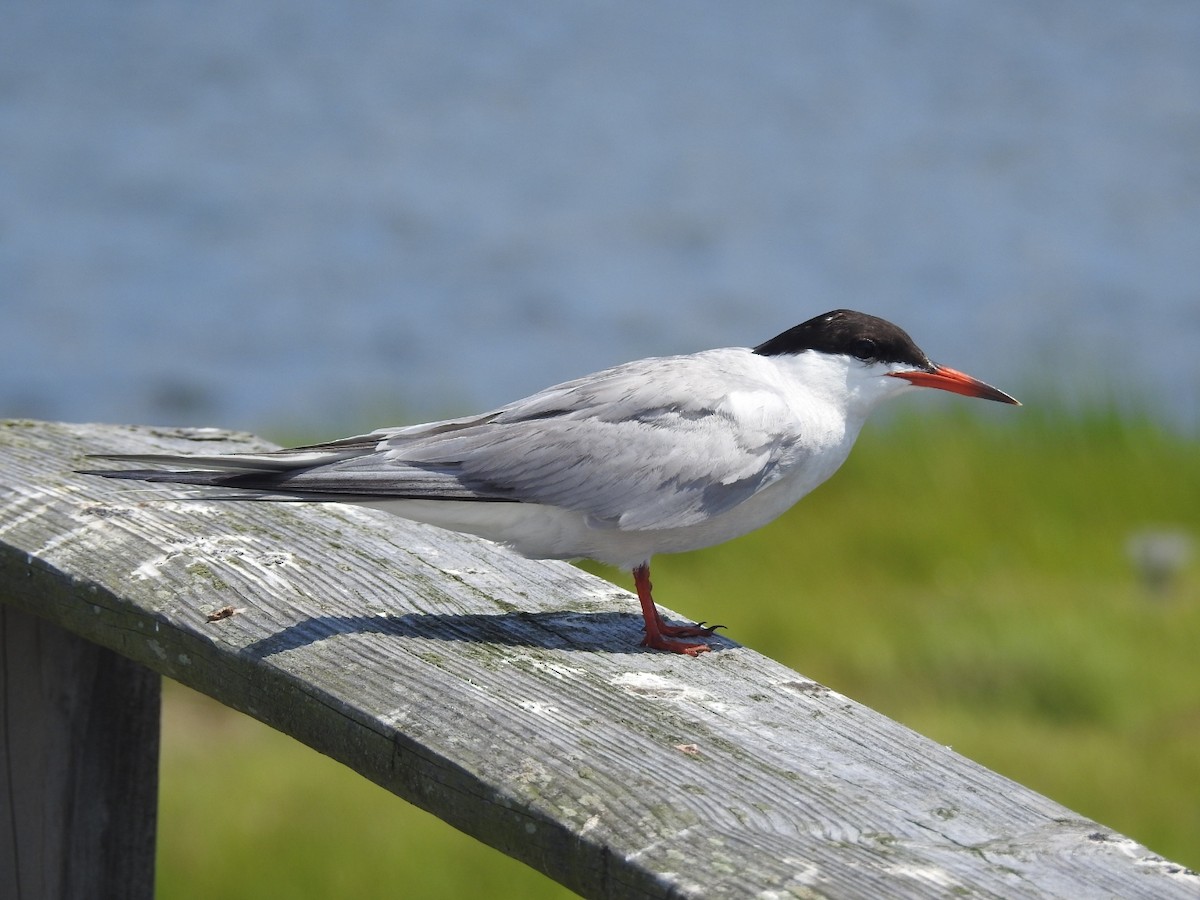 Common Tern - Christopher Braut