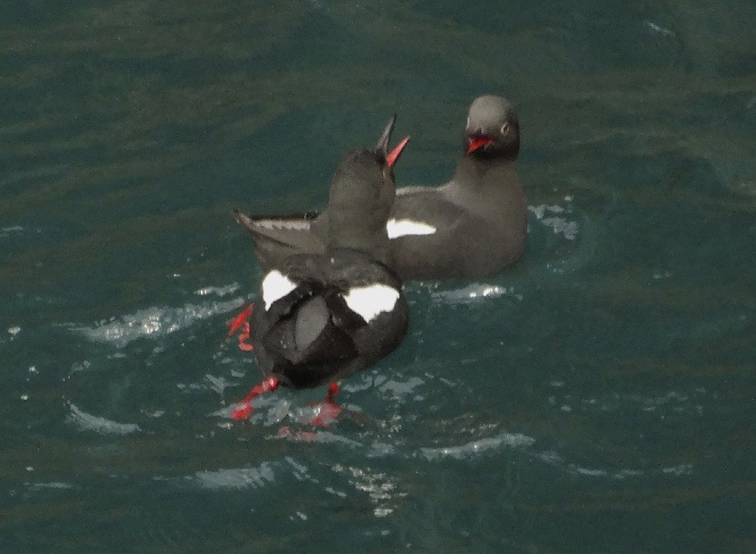 Pigeon Guillemot - Nancy Overholtz